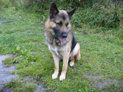 Hund sucht hündin zum verlieben