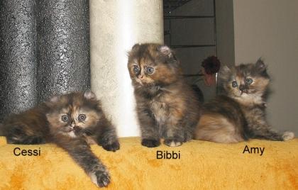Zauberhafter Edelmix -American Curl/Perser