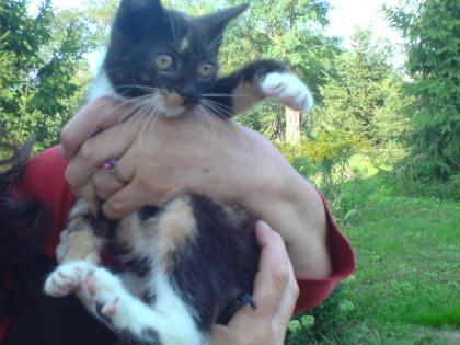 Katzenkinder bund und schwarz-weis zu vergeben mit Schutzvertrag