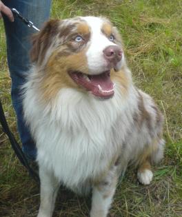 Australian Shepherd Red merle Deckrüde
