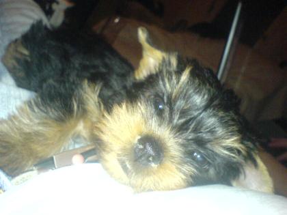 Yorkshire terrier zu verkaufen