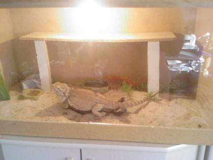Bartagame ca 2Jahre mit Terrarium abzugeben
