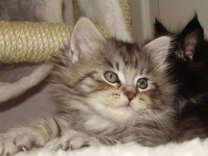 Maine Coon Katerchen sucht ab 6. November 2021 neuen Dosenöffner.
