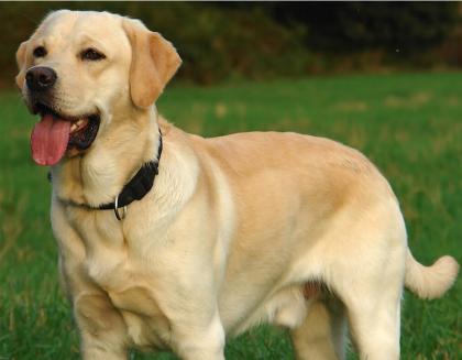 Hallo ich habe einen Super Schönen 12 Mon alten Labrador Rüden Abzugeben