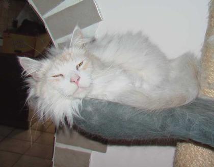 Maine Coon und Norwegische Waldkatze o. P. abzugeben