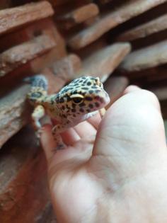 3 Leopardengeckos
