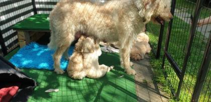 Noch 2 süße Goldendoodle Welpen suchen ihre Traumfamilie