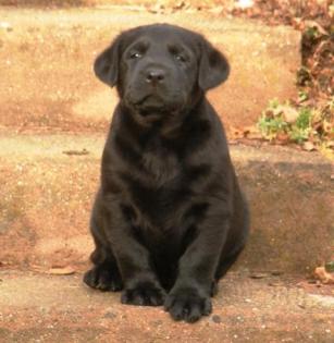 Labrador Retriever Welpen vom Sauboden FCI