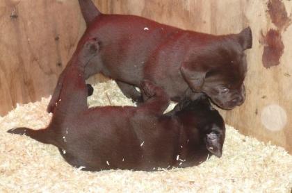 Labrador Welpen