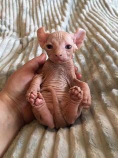 Katze Nacktkatze Sphynx Elfen Kitten Kätzchen weiblich und männlich Euro 1. 400, - Fe