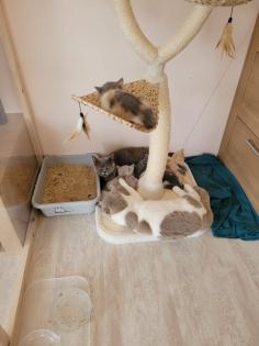 BKH Kitten reinrassig abholbereit