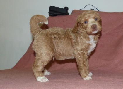 Kleinpudel Rüden in Black and Tan und Fawn