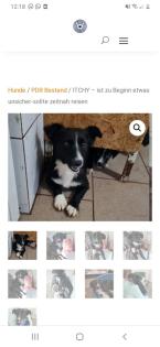 Tolle Welpen, Junghunde Hundesenioren
