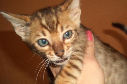 Bengalkitten minileoparden fürs Wohnzimmer