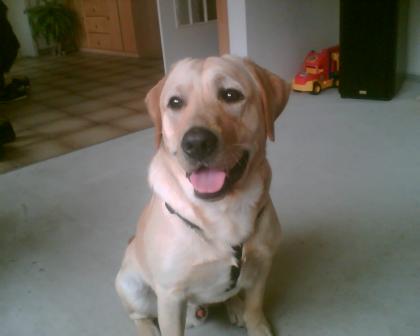 Hallo ich habe einen Super Schönen 13 Mon alten Labrador Rüden Abzugeben