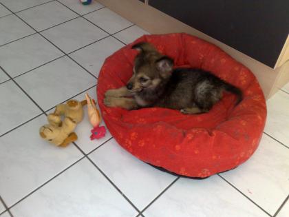 CHIHUAHUA-YORKIE MIX