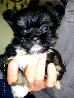 Süsse Yorkiemixbabys 9 Wochen alt in beste Hände