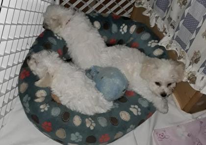 Bichon fris Welpen-aus VDH-Zucht suchen noch liebe Hundeeltern