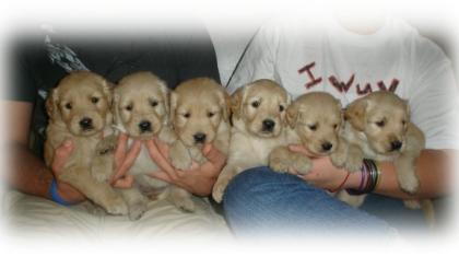 Gesunde Golden Retriever Welpen zu verkaufen