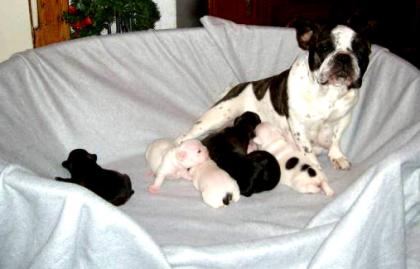 Franzoesische Bully Babys