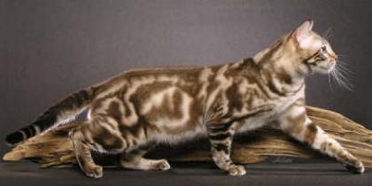 Bengalkater Deckkater