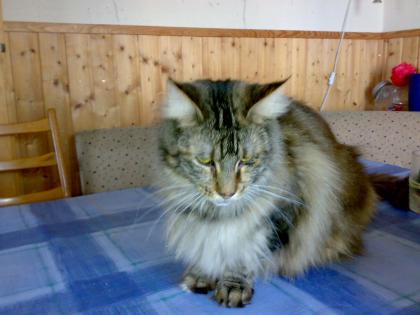 2 Maine Coon Damen m. P. je 190 Euro