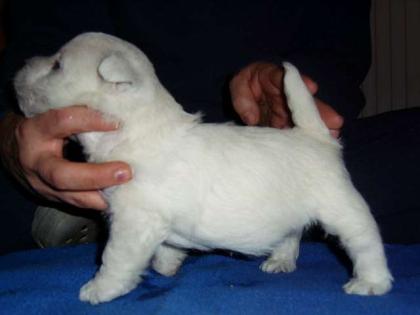 West Highland White Terrier Welpen aus deutscher Zucht