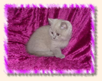 BKH lilac Mädchen pointträger