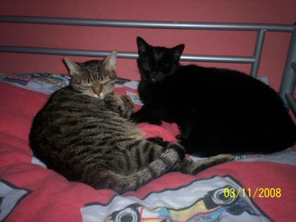 2Jähriges Katzen Geschwister Pärchen Abzugeben