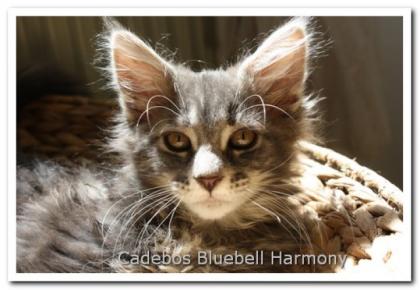 Cadebos Maine Coon Cats hat Kitten