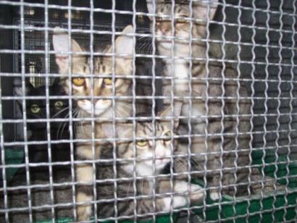 4 Kitten seit 4 Monaten im Käfig in der Tötung Suchen Zuhause