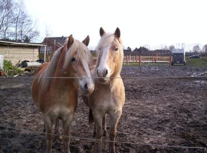 Zuverlässige Reitbeteiligung gesucht