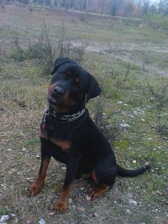 1 Jähriger Rottweilerrüde