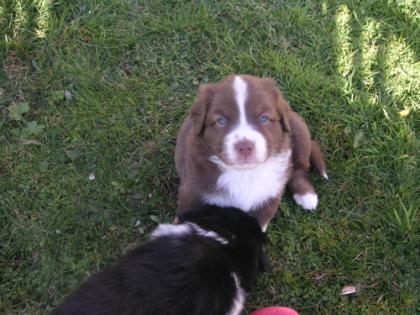 Mini Australian Shepherd Welpen