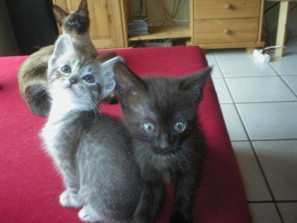 Silver Tabby 17 Wochen