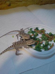 Bartagamen Babys abzugeben