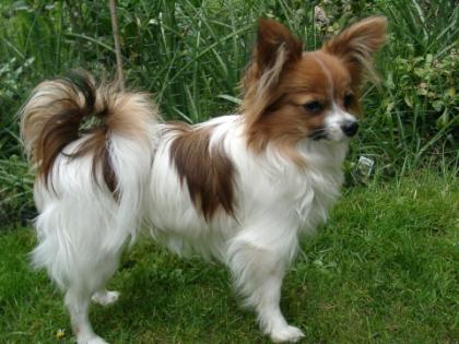 Hund als Therapeut - Papillon