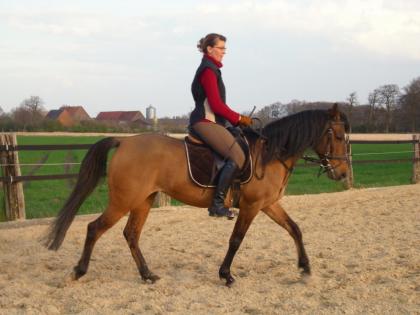 Suche Reitbeteiligung / Pflegepferd