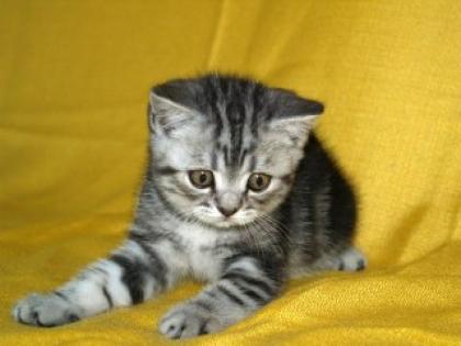 Britisch Kurzhaarbabys in tabby auch Whiskaskatzen