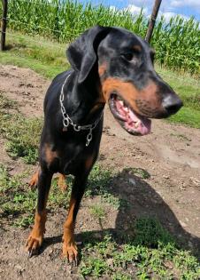 Dobermann Rüde sucht Zuhause
