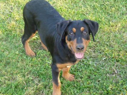 Bernersennen Schäferhund MIx