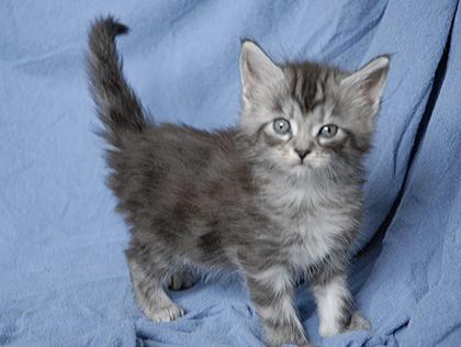 8 knuddelige maine Coon Babies suchen neue Dosenöffner