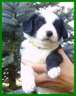 Border Collie Welpen reinrassig