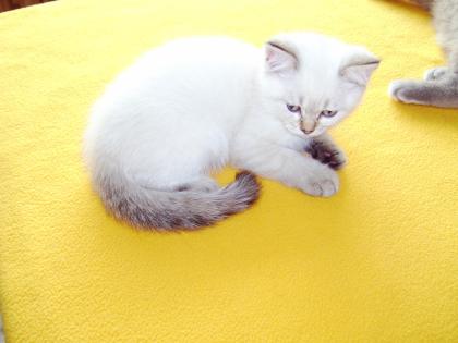 Sehr schöne BKH Katzenbabys 12Wochen abzugeben