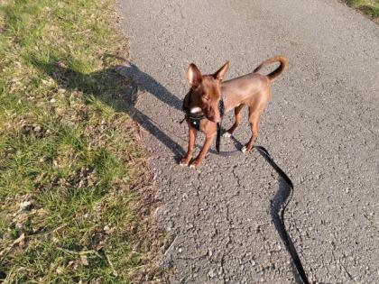 Podenco Rüde Sam sucht seine Menschen