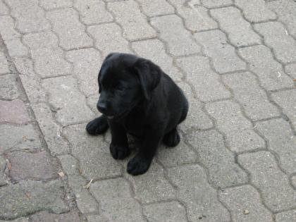 Labrador Welpen mit Papiere