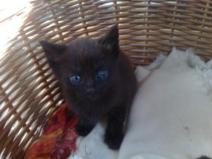 Sibirische Waldkatzen - EKH - Mix Kater abzugeben