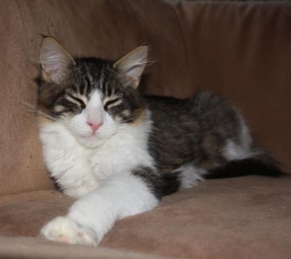 Maine Coon Katerchen in black-tabby-mc. -white
