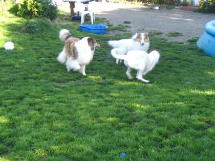 Colliewelpen American Line mit Papieren