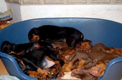 Dobermannwelpen zu verkaufen